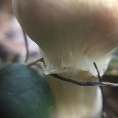 Phlegmacium patrickense