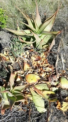 Bulbine latifolia latifolia