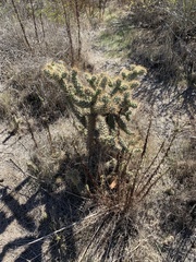 Cylindropuntia prolifera