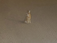 Vulpes macrotis macrotis