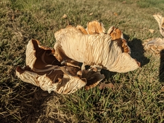 Basidiomycota