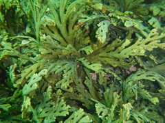 Xiphophora chondrophylla