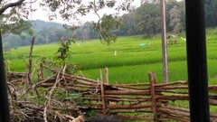 Oryza sativa
