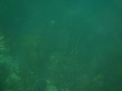 Caesioperca lepidoptera