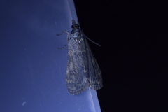 Eudonia cataxesta