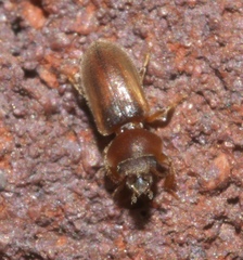 Tropicus pusillus