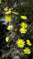 Crassothonna capensis
