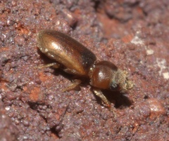 Tropicus pusillus