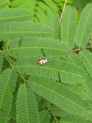 Omophoita magniguttis