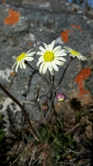 Crassothonna capensis