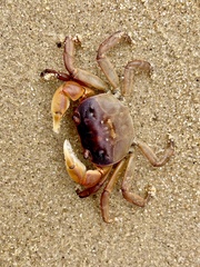 Cyclograpsus audouinii