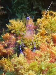 Ancylomenes sarasvati