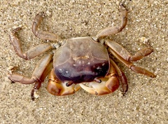 Cyclograpsus audouinii