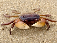 Cyclograpsus audouinii