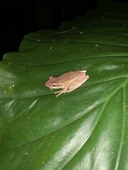 Polypedates leucomystax