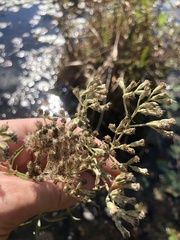 Eupatorium resinosum