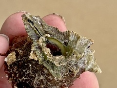 Pterochelus triformis