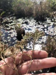 Eupatorium resinosum