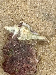 Pterochelus triformis
