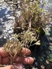 Eupatorium resinosum