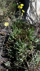 Crassothonna capensis