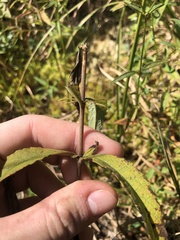 Eupatorium resinosum