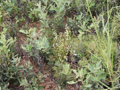 Erigeron bellidiastrum