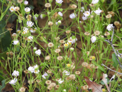 Image of Erigeron bellidiastrum by (c) Jared Shorma, some rights reserved (CC BY)