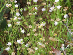 Erigeron bellidiastrum