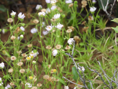 Image of Erigeron bellidiastrum by (c) Jared Shorma, some rights reserved (CC BY)