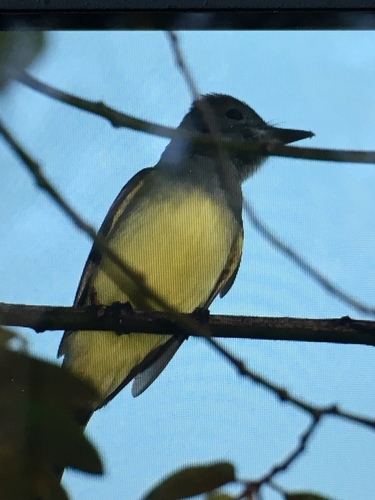 Myiarchus crinitus image