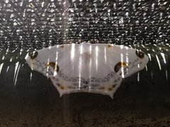 Sericoptera