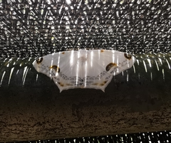 Sericoptera