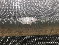 Sericoptera