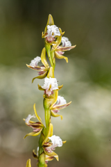 Prasophyllum fimbria