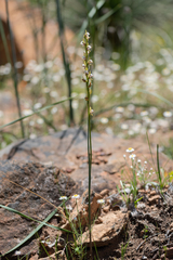 Prasophyllum fimbria