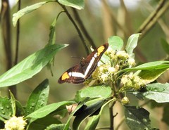 Adelpha hyas