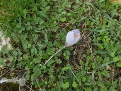 Crocus cancellatus mazziaricus