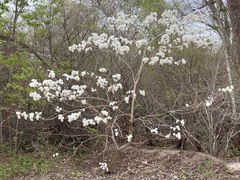 Tabebuia roseoalba