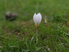 Crocus cancellatus mazziaricus