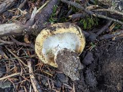 Lactarius intermedius