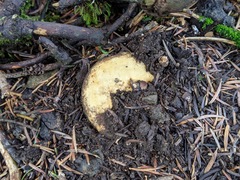 Lactarius intermedius