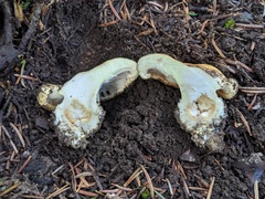 Lactarius intermedius