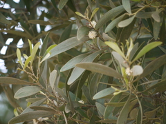 Acacia melanoxylon
