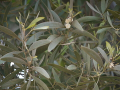 Acacia melanoxylon