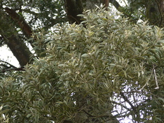 Acacia melanoxylon