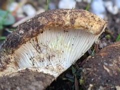 Lactarius intermedius