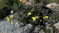 Crassothonna capensis
