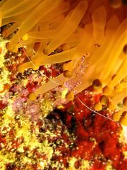 Ancylomenes sarasvati