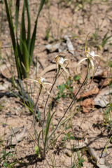 Caladenia denticulata